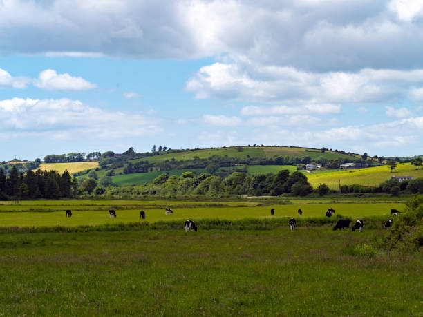 istock A cows on a meadow. Hilly Irish agrarian landscape. Clear blue sky with white clouds. Black and white cow on green grass field 2185430140