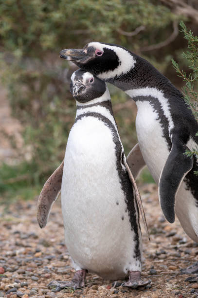 istock Penguin couple very much in love. 2185430949