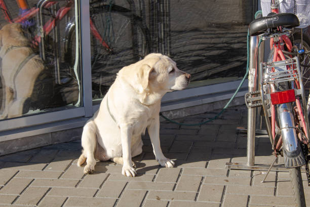 istock A Labrador dog sits outside waiting for its owner. 2185431015