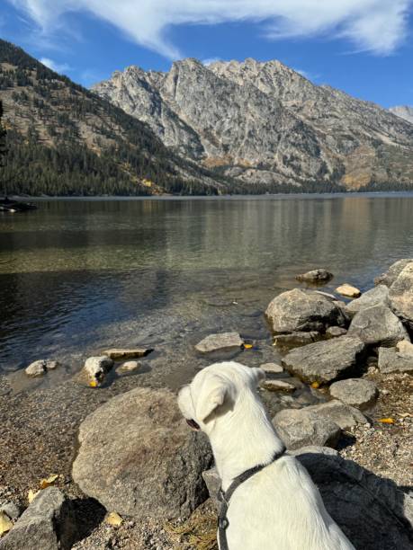 istock Labrador Retriever at Jenny Lake, Wyoming 2185431992