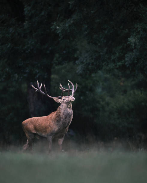 istock Majestic Red Deer Stag in the Rain 2185432999