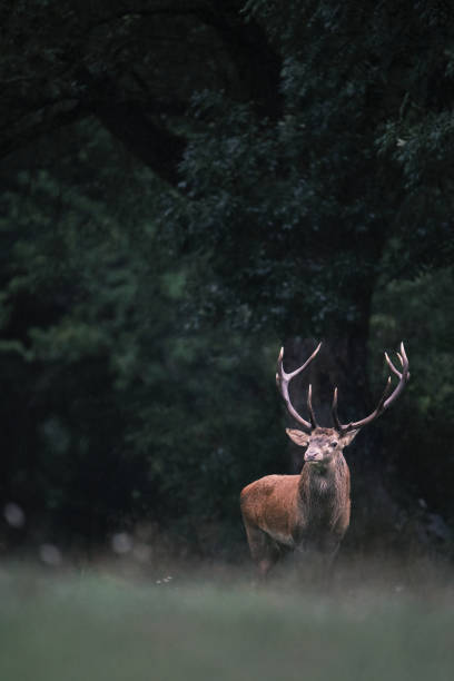 istock Majestic Red Deer Stag in the Rain 2185433003