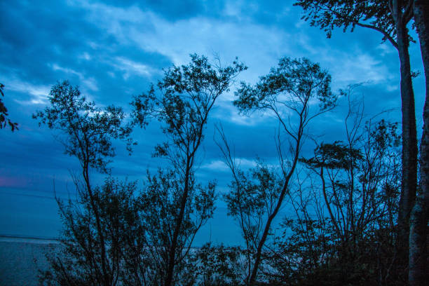 Trees against the blue sky (sea). Silhouettes of trees against the background of the falling dusk.