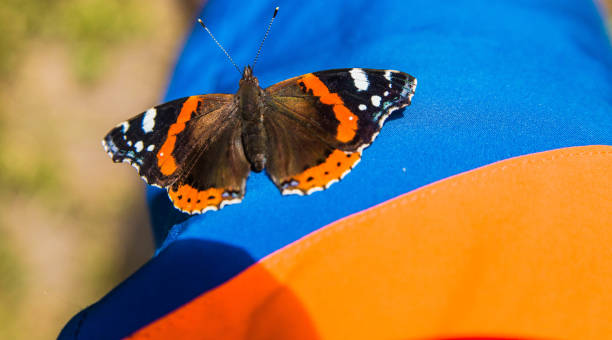 istock Colorful butterfly on a blue background 2185433663