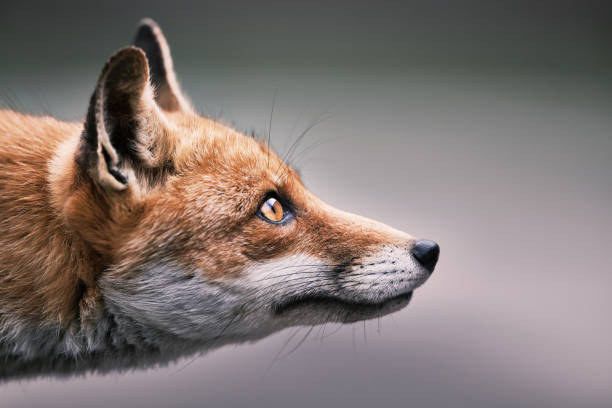 An intimate close-up of a red fox (Vulpes vulpes), highlighting its sharp gaze and detailed fur texture. The neutral background emphasizes the fox's natural beauty and keen expression.
