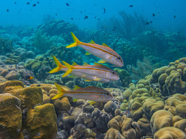 istock Caribbean coral garden, Bonaire 2185435906