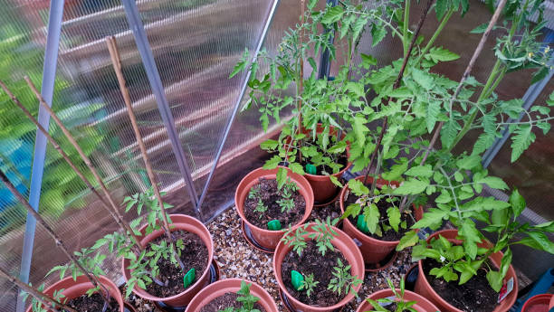 istock Young tomato plants growing in a green house 2185436837