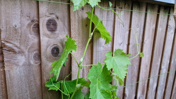 istock Close up of young grape leaves 2185436853