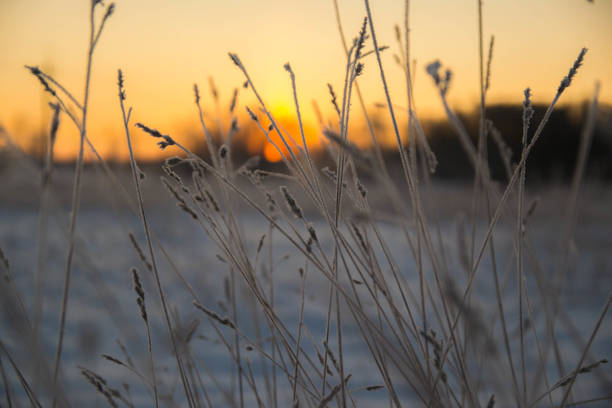 istock Frozen plants in the field 2185438091