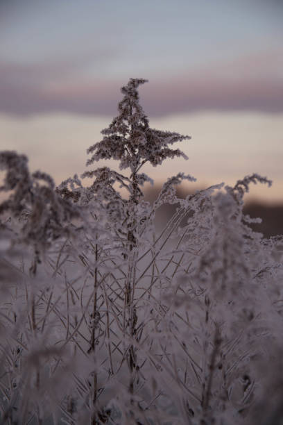 istock Frozen plants in the field 2185438094
