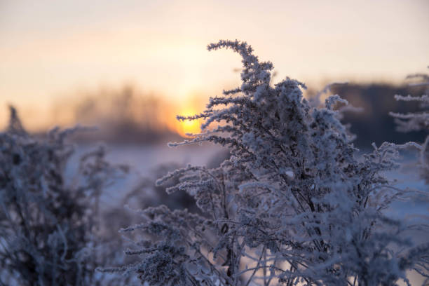 Frozen plants in the field
