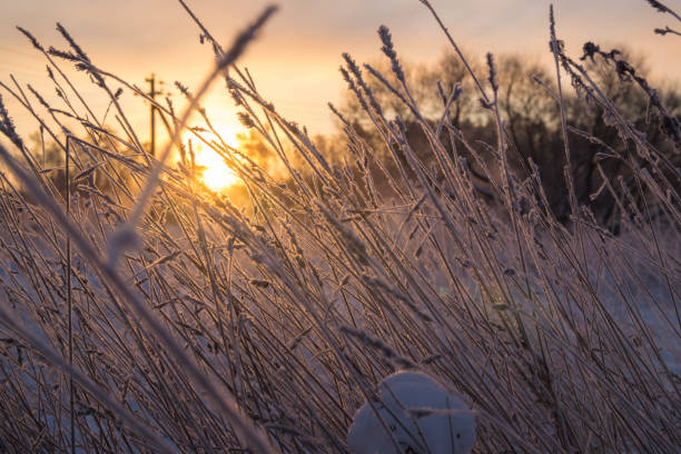 istock Frozen plants in the field 2185438108