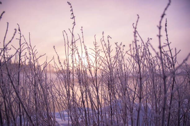 istock Frozen plants in the field 2185438123