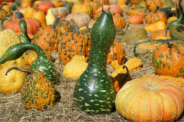 istock Various squash on the straw in the farm 2185439711