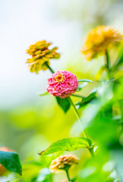 Colourful Common Zinnia in summer sun in a garden.