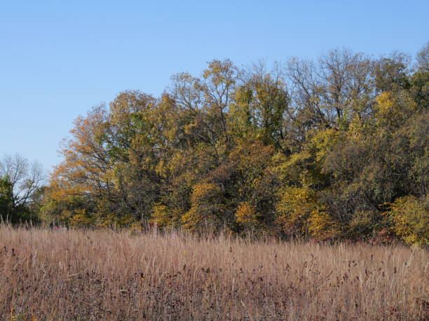 istock Cedar Niles Walking Trail in Late Fall 2185440476