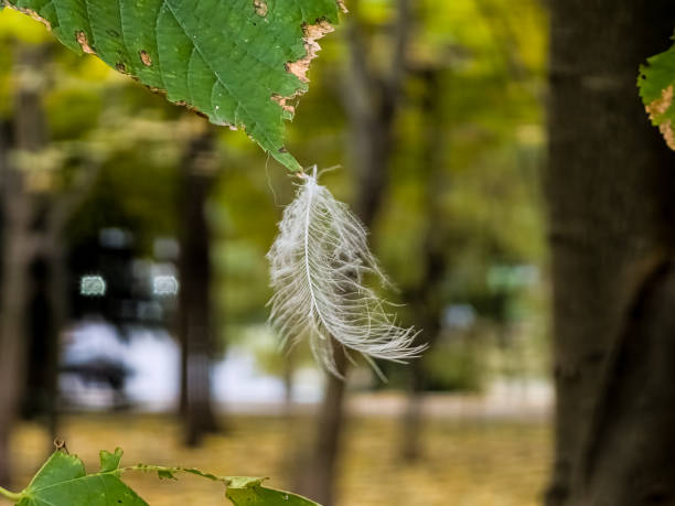 Delicate plumage