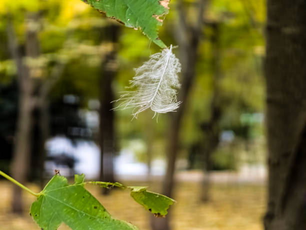 Feather close-up