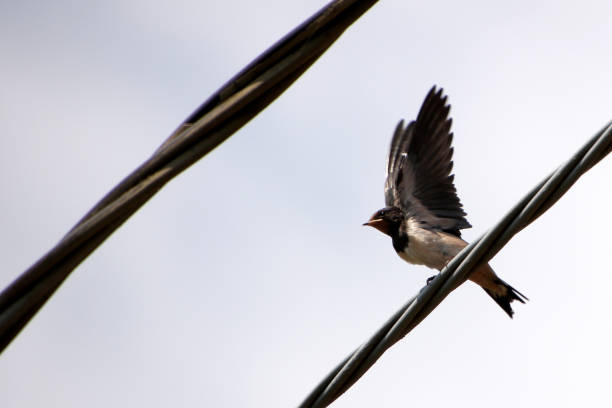 Barn swallows (Hirundo rustica) in my window, a warmd day in summer, Birds overheated.