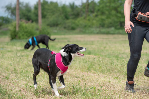 istock Black and white  dog from shelter during free walk and run with her trainer 2185445844