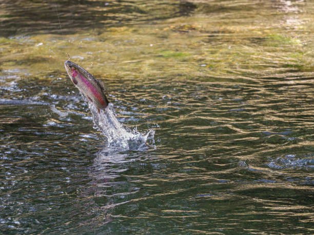 istock Rainbow Trout Jumping from Water with Fly in Mouth 2185447880