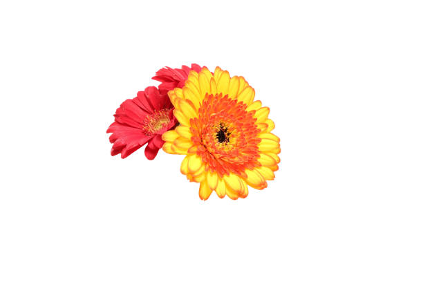 Bouquet of gerbera flower isolated on a white background.