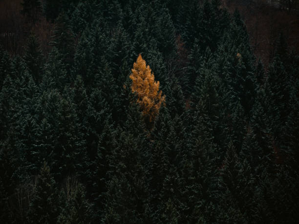 istock Yellow larch in green spruce pine trees in fall Carpathian mountains forest Contrasting colors Village in Transcarpathia 2185450028