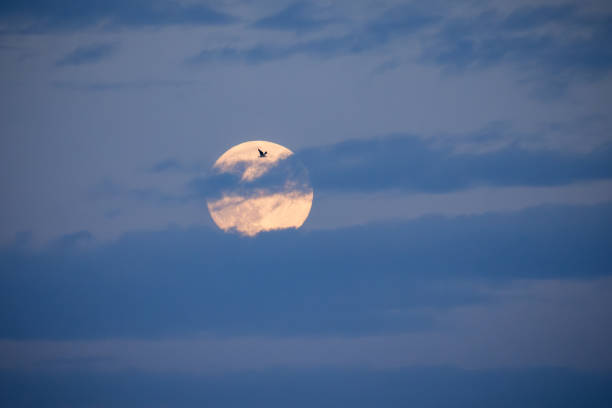 Seagull flying in front of the moon on a cloudy sky