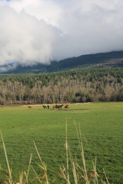 istock Herd of horses running in empty field in front of cloudy mountain range 2185451878