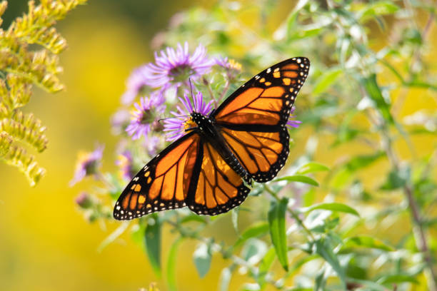 istock Monarch Butterfly Resting on Purple Wildflower 2185452626