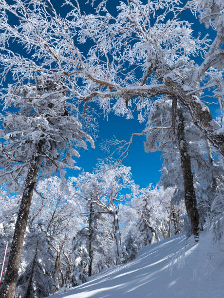 Snow covered trees and a blue sky winter landscape