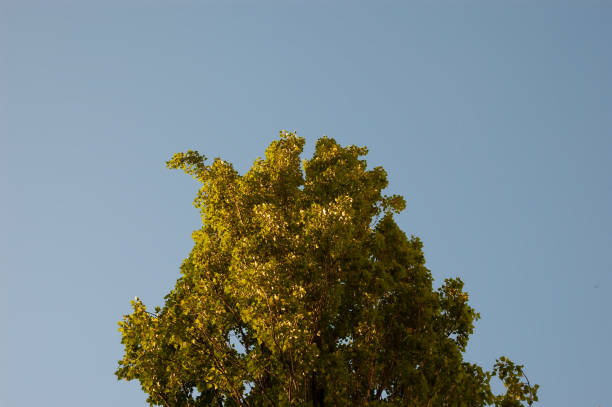 Daytime sky among the trees