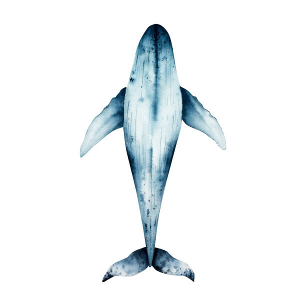 istock Blue whale. Top view. Watercolor hand drawn illustration isolated on background. For designers, logo, postcards, greetings, birthday, calendar, wallpapers, wrapping paper 2185454617
