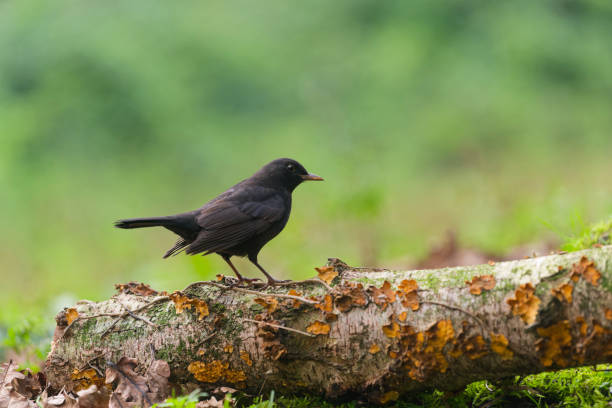 Blackbird in the woods