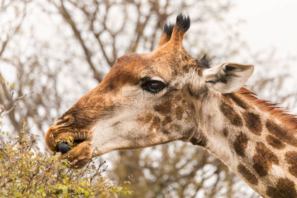 istock Close-up of Giraffe eating 2185465019