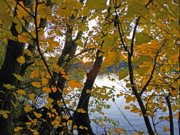 Sunset through the leaves of the autumn forest. The dark forest and yellow leaves are illuminated by the rays of the setting sun. through the branches you can see the water strip of the river