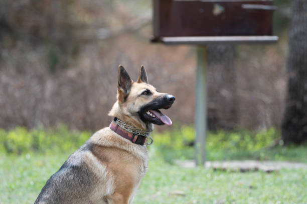 istock Good Girl Freyja 2185468618