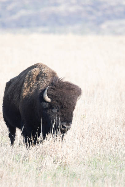 istock American Bison in the Wichita Mountains 2185468646