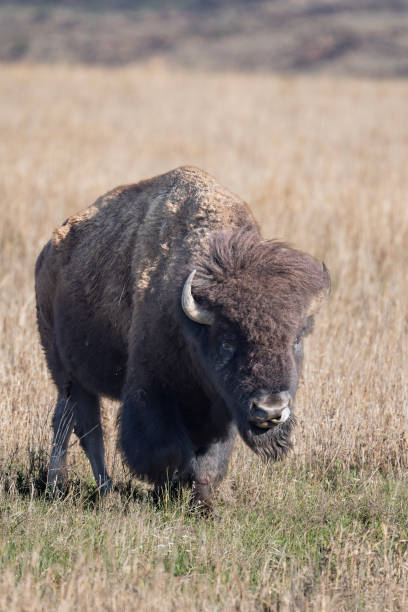 istock American Bison in the Wichita Mountains 2185468665