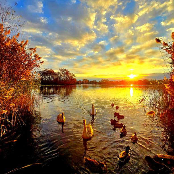 istock Sunrise at the lake with swans and ducks 2185469733