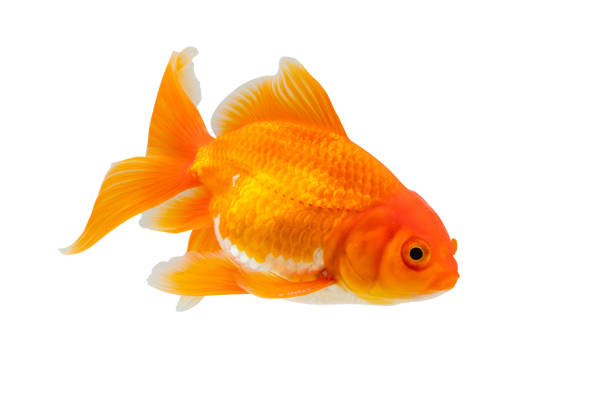 istock Oranda goldfish isolated on white background close up 2185472473