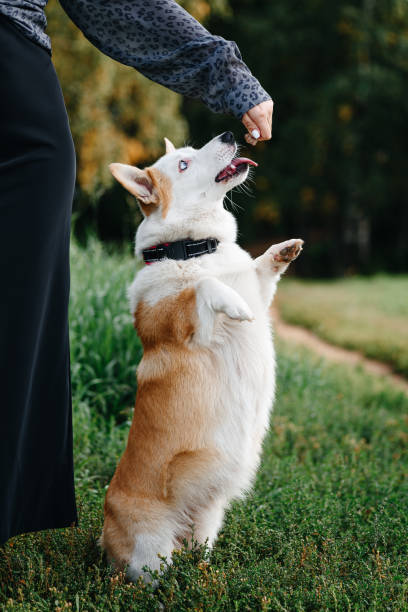 istock Corgi sits on trail in park 2185472869