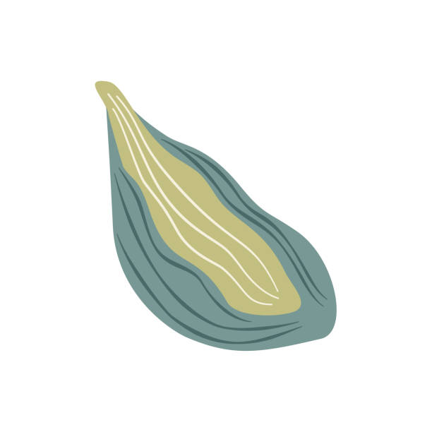 Hosta leaf isolated on white background. Stylized plant. Vector hand drawn flat illustration Hosta leaf isolated on white background. Stylized plant. Vector hand drawn illustration hosta plants pics stock illustrations
