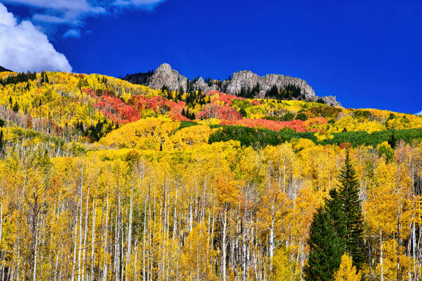 Aspen trees in autumn, Kebler Pass, Colorado