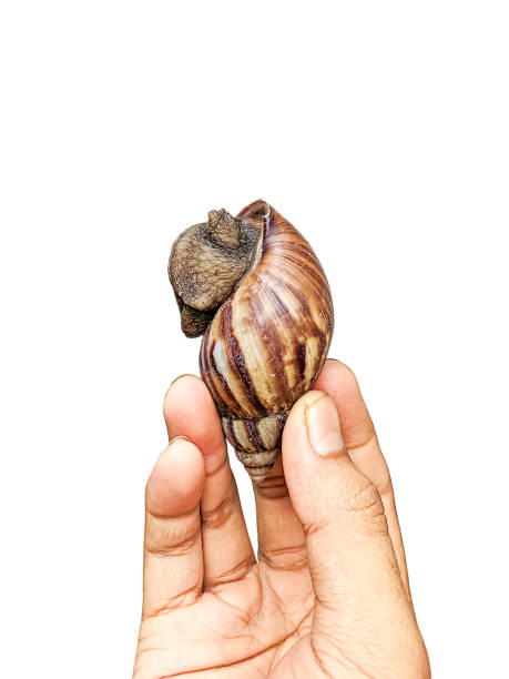 istock Hand holding snail isolated on white background 2185480420