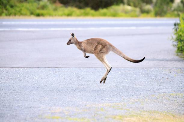 Resting kangaroo