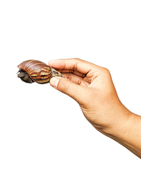 istock Hand holding snail isolated on white background 2185480461