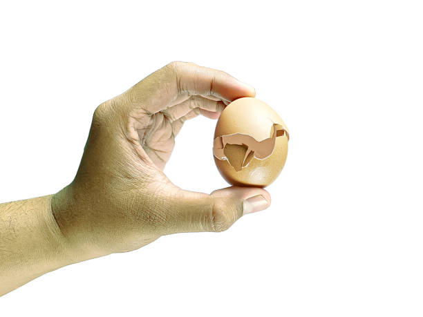 istock Close-up view, Asian man hand holding chicken egg cracked isolated on white background 2185480660