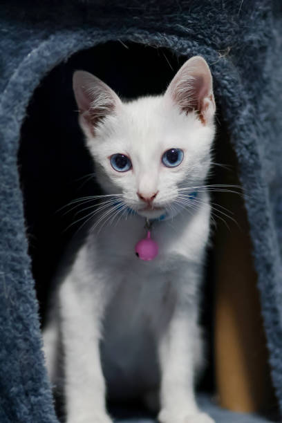 istock A white kitten with blue eyes is sitting. 2185480743
