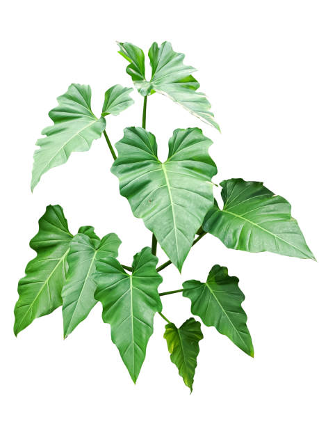 istock Philodendron subincisum leaf isolated on a white background 2185481553